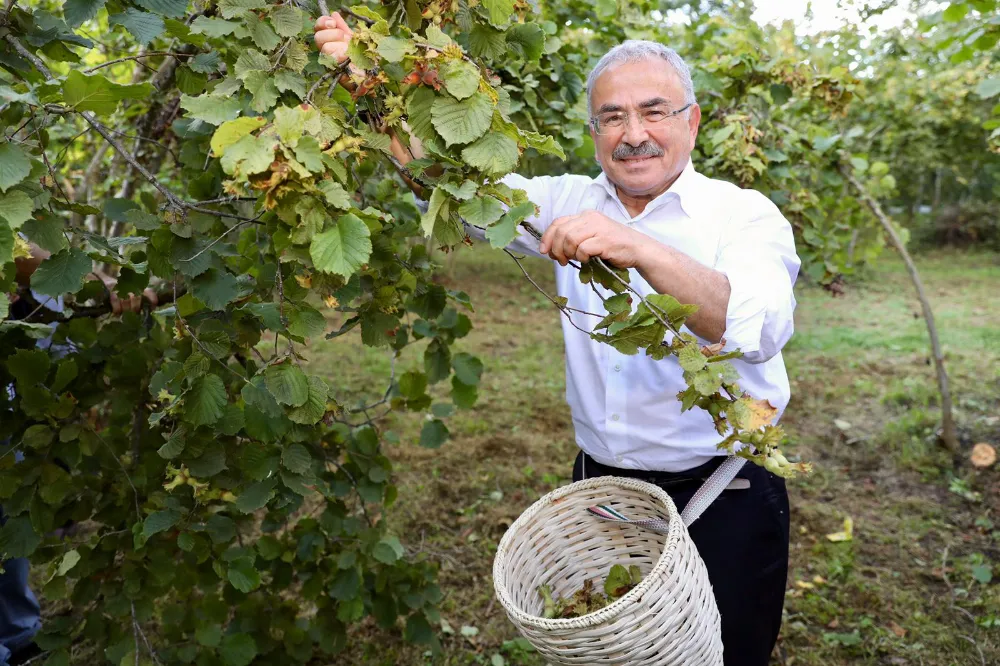 FINDIKTA HASAT BAŞLADI 